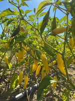 Aji Peach
