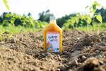 Aji Mango