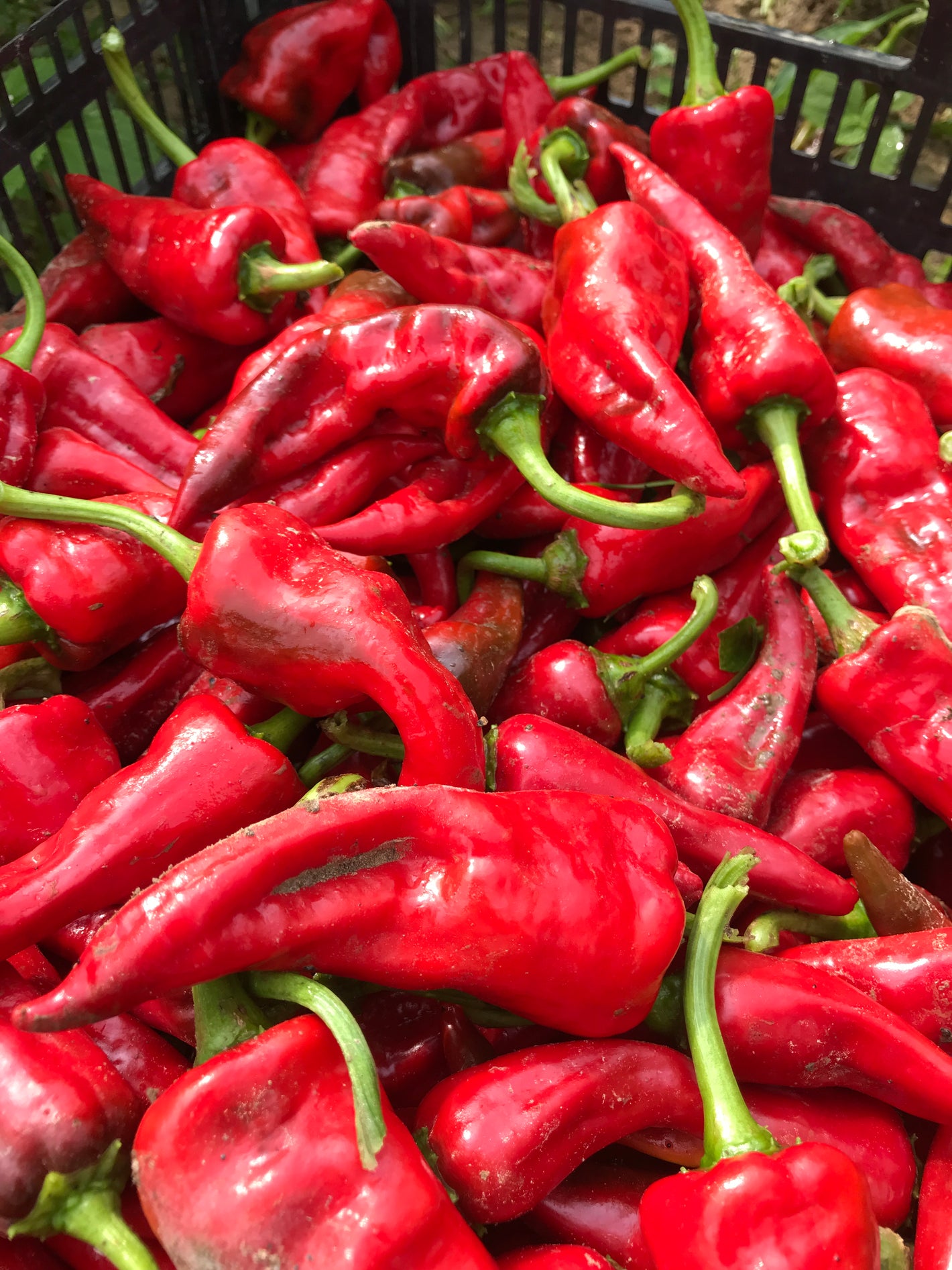 Springs Fireplace Hot Sauce